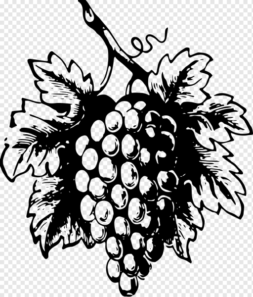 Виноградная лоза акварель