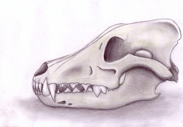 Череп волка рисунок сбоку