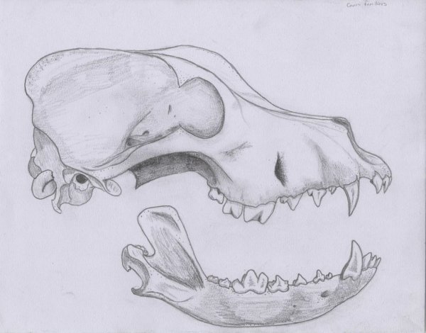 Челюсть эскиз