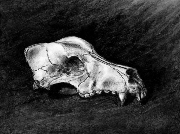 Скалл дог сбоку