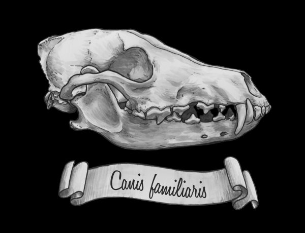 Сбоку челюсть референс