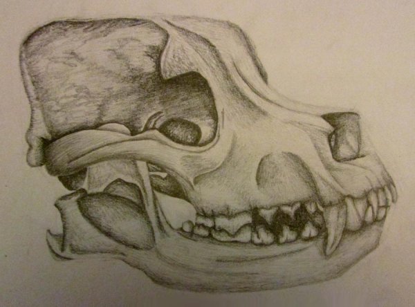 Череп волка рисунок сбоку