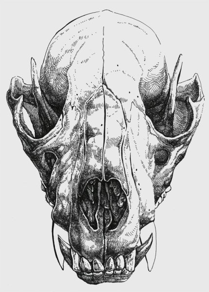 Череп собаки тату