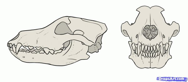 Череп волка вид сбоку