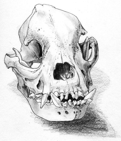 Череп волка сбоку