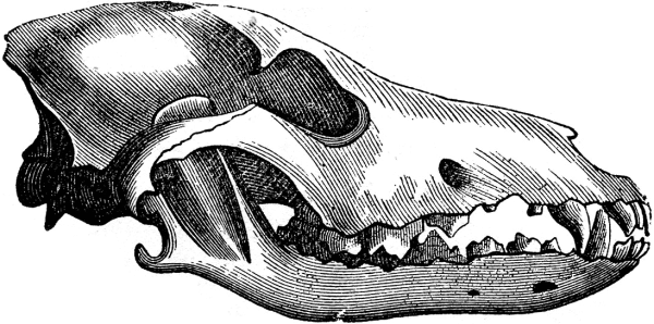 Череп волка сбоку снизу сверху