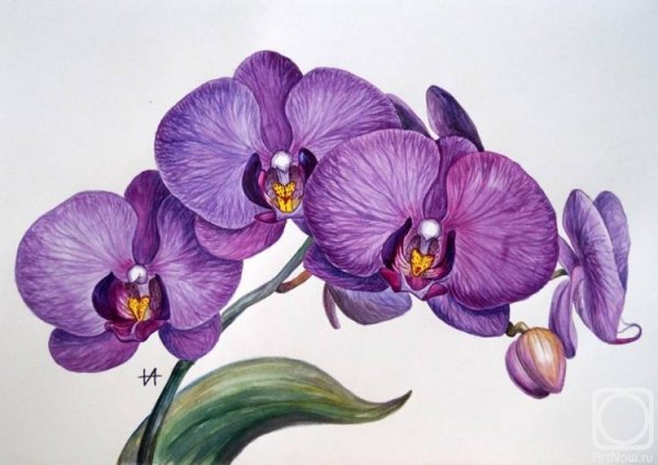 Орхидея рисунок