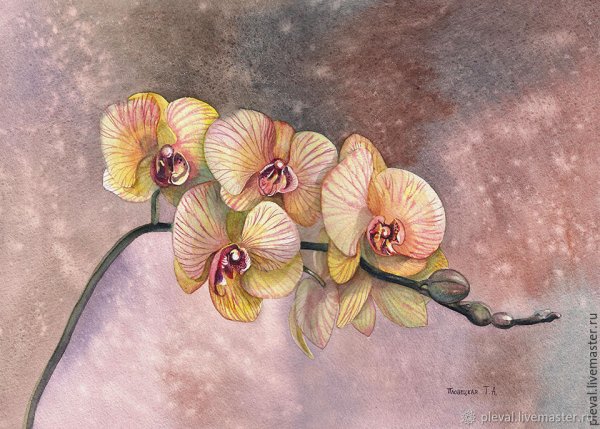 Орхидея Акварелька