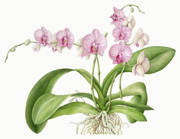 Фаленопсис Ботанический