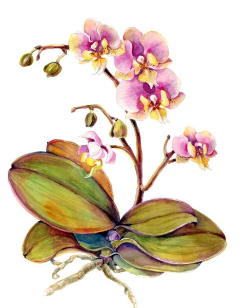 Орхидея фаленопсис акварель