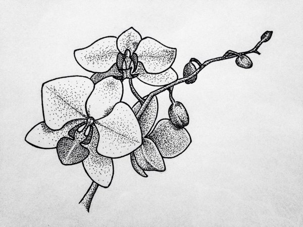 Стилизованные орхидеи