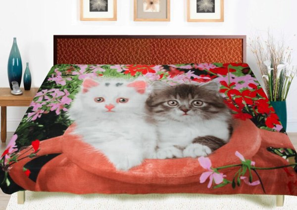 Котенок в пледе