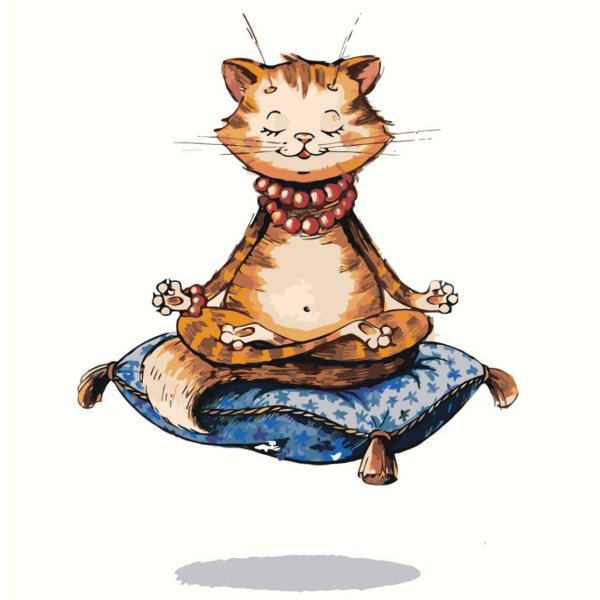 Кошка в медитации