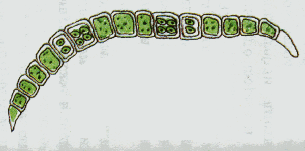 Водоросль улотрикс рисунок