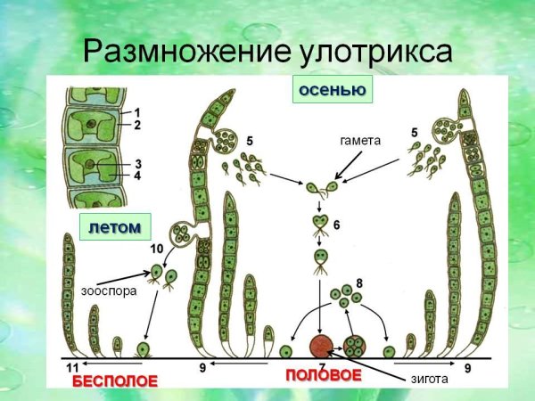 Размножение водоросли улотрикса