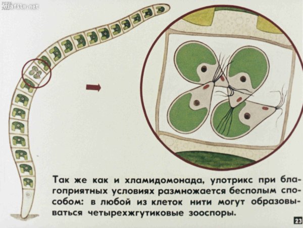 Улотрикс водоросль строение