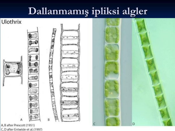 Улотрикс и ламинария