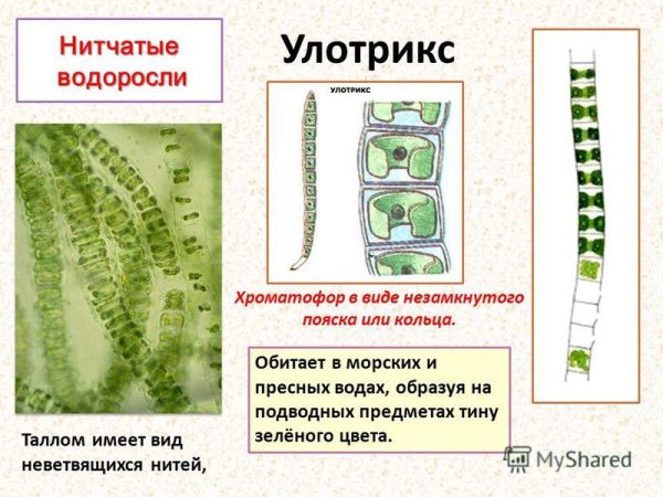 Улотрикс и спирогира