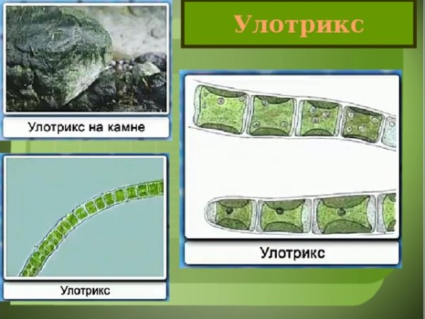 Улотрикс и спирогира