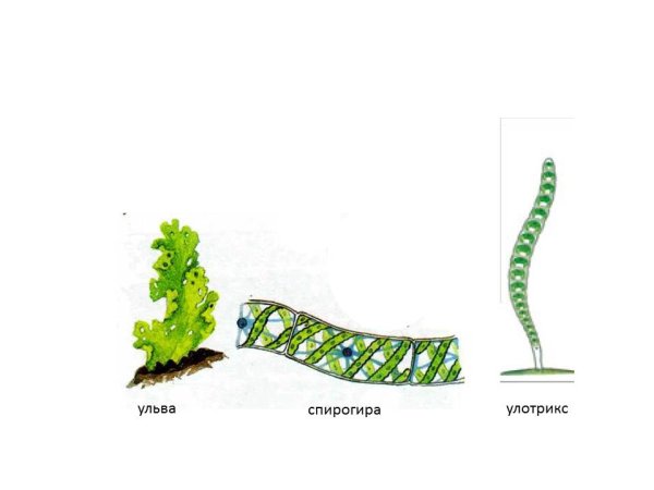 Строение хламидомонады и спирогиры