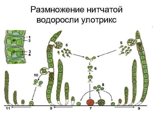 Строение улотрикса водоросли
