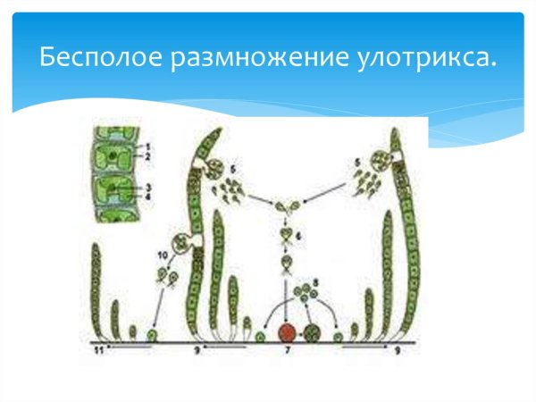 Строение улотрикса