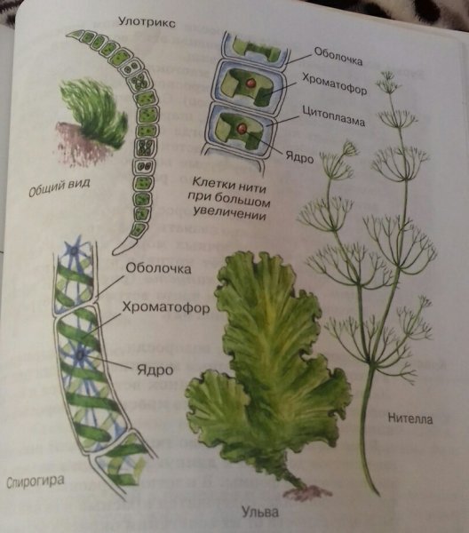 Нитчатая водоросль улотрикс