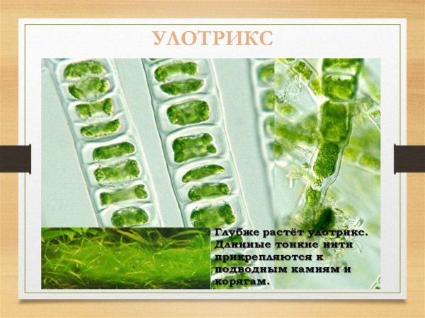 Нитчатый таллом улотрикса