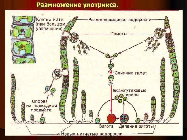 Размножение улотрикса рисунок