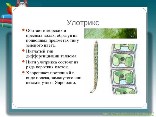 Улотрикс водоросль строение