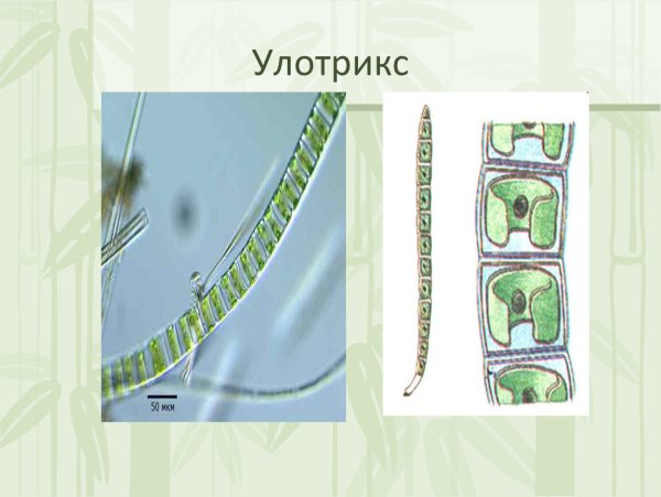 Схема размножение улотрикса биология