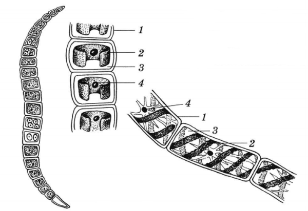 Цикл размножения улотрикса