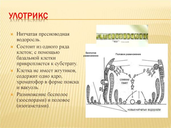 Улотрикс цикл размножения