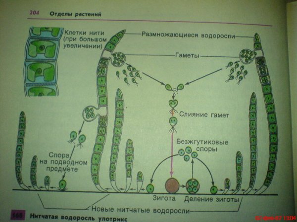 Нитчатая водоросль улотрикс