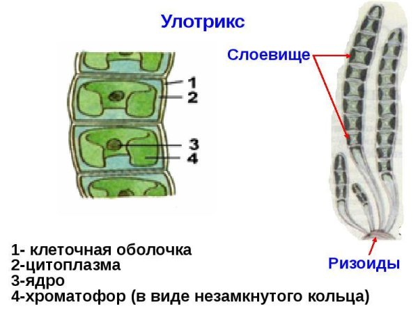 Жизненный цикл водорослей улотрикс