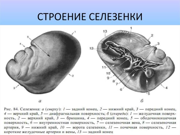 Анатомия селезенки человека атлас