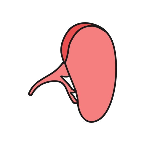 Селезенка иконка