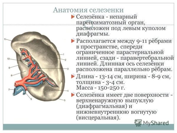 Внутреннее строение селезенки анатомия