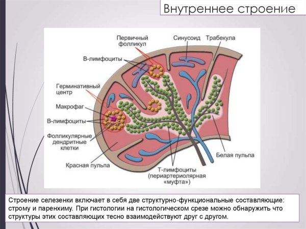 Строение селезенки анатомия животных
