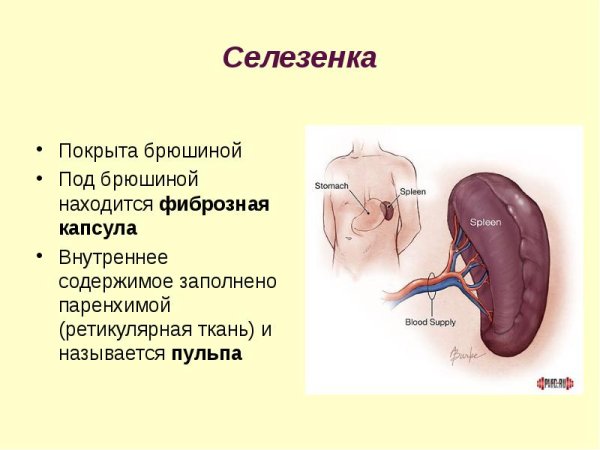 Система органов человека селезенка