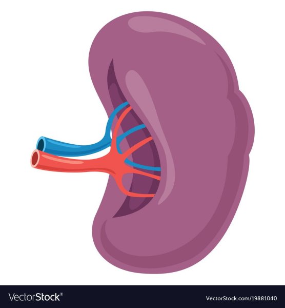 Селезенка мультяшная