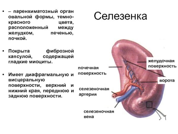 Селезёнка поранхимтозный орган