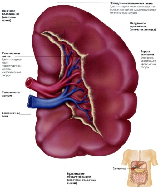Анатомическое строение селезенки человека