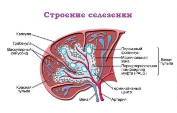 Схема строения селезенки
