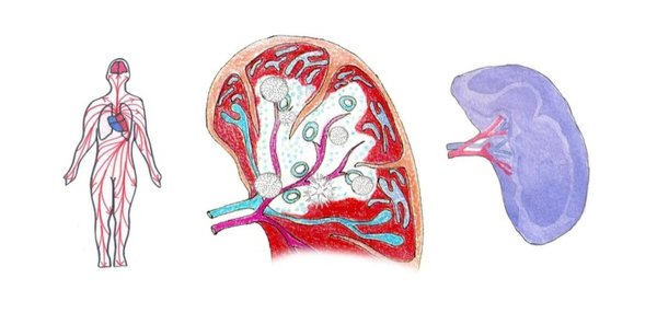 Селезенка паренхиматозный орган