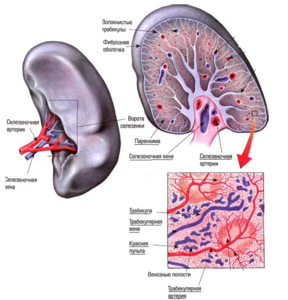 Строение селезенки человека анатомия