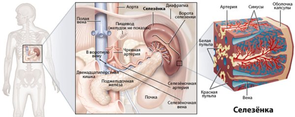 Анатомические образования селезенки