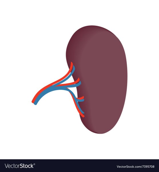 Селезенка схема