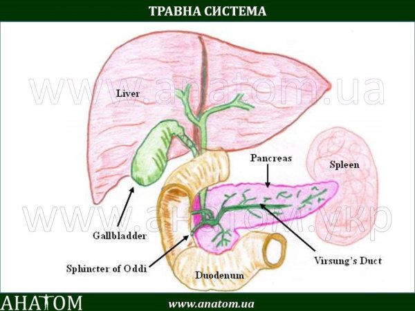 Lien анатомия