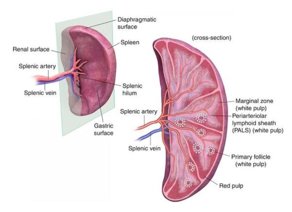 Поверхности селезенки анатомия